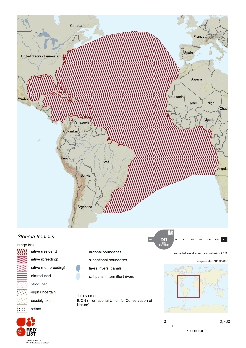 Distribution of Stenella frontalis.png.jpeg