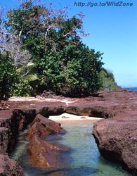 250px-Madagascar mangroves.jpg