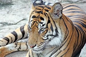 300px-Tigerindia.jpg