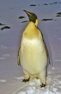 200px-Emperor Penguin3.jpg