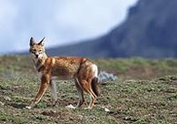 195px-Ethiopian wolf.jpg