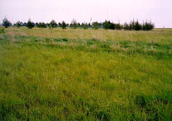 Central-and-southern-mixed-grasslands.jpg