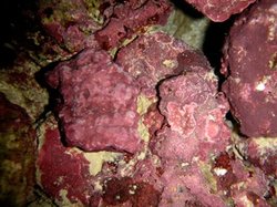 250px-Crustose coralline algae.jpg