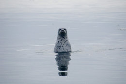 260px-Spotted seal 1.jpg