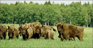 300px-European Bison.jpg