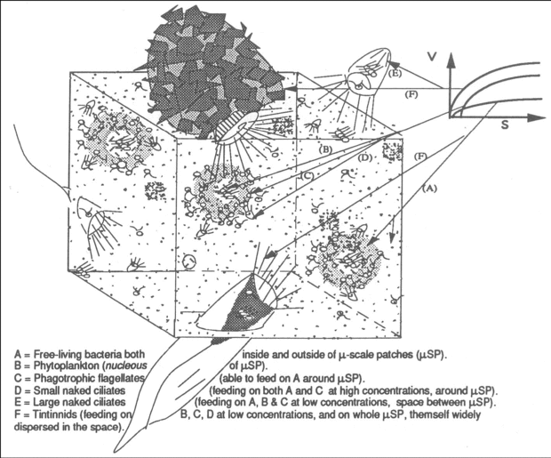 620px-Distribution of microbial communities diagram.gif