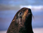 Northern fur seal source noaa.jpg