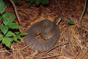 300px-Na0523 cottonmouth louisiana.jpg