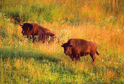 Central-tall-grasslands.jpg