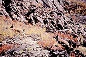 174px-Northwestern Himalayan alpine shrub and meadows 2.jpg