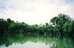 250px-Lower Kitori River basin, Papua New Guinea.jpg
