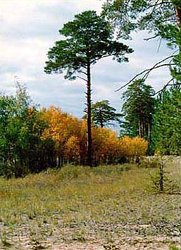 250px-Naurzum Nature Reserve, northern Kazakhstan.jpg