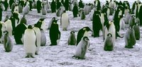 200px-Emperor Penguin6.jpg