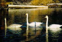 250px-Na0514 trumpeter swans nemaiah bc.jpg