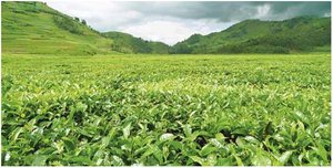 300px-Green tea plantations.JPG