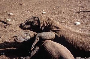 300px-Komodo indonesia.jpg