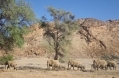 Desertelephantsnwnamibia.jpg