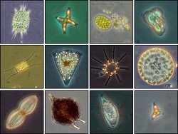 250px-Icephytoplankton.jpg