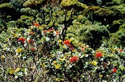 250px-Ohia lehua-Oahu.jpg