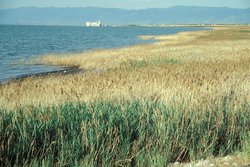 250px-Phragmites australis.jpg