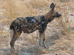 Paintedhuntingdogbotswana.jpg