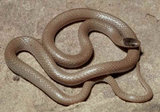 160px-Southwesternblackheadsnake.jpg