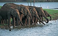 199px-Important populations of asian elephant.jpg