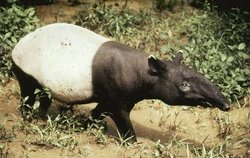 250px-Tapir.jpg