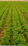 150px-Lettuce field haley.jpg