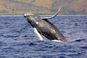 180px-Humpbackwhale noaa.jpg