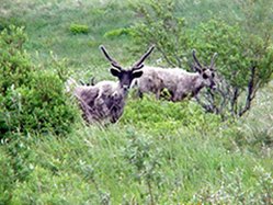 249px-Beringia Lowland Tundra 2.jpg