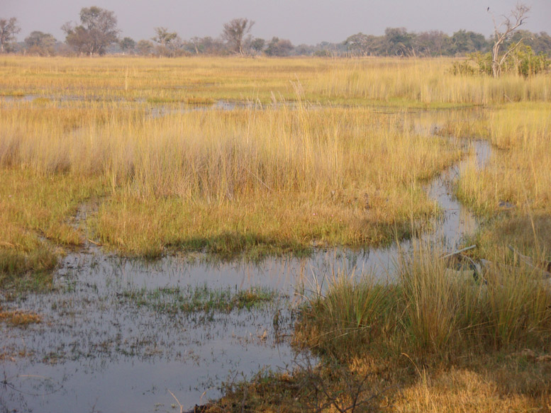 Botswanafloodedgrasslands-oly-080.jpg