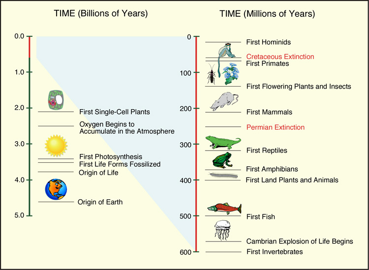 Life evolution.jpg