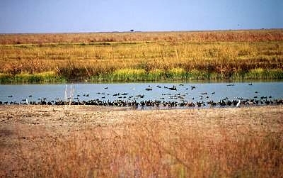 Waza-logone-floodplain--cameroon.jpg