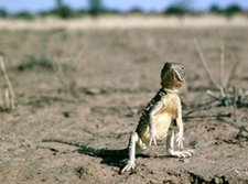 225px-Earless dragon (Tympanocryptis tetraporaphora).jpg