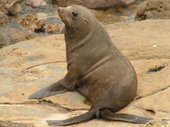 170px-New Zealand Fur Seal.jpg