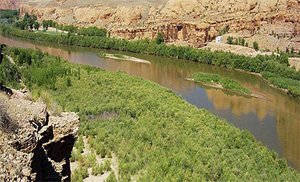 300px-Tamarisk.jpg