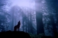 Wolf-soundscape NPS.jpg