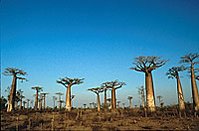 Madagascar has seven of the world's eight baobab tree species, six of them endemic to the island. © <a href=%27http_/www.conservation.org/xp/CIWEB/%27.html _fcksavedurl='http://www.conservation.org/xp/CIWEB/' class='external text' title='http://www.conservation.org/xp/CIWEB/' rel='nofollow'>Conservation International</a>/Haroldo Castro
