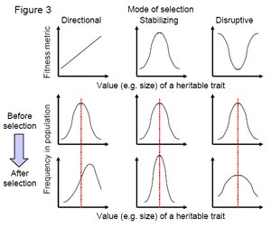 300px-Figure3 evolution.jpg