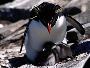 300px-Gough island3.jpg