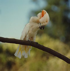 250px-Cockatoo.jpg