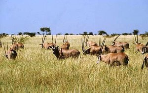 300px-Beiza oryx (Oryx gazella beisa), Awash National Park, Ethiopia.jpg