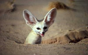 300px-Fennec fox.jpg