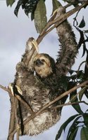 200px-Three-toed sloth.jpg