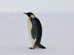 250px-Emperor Penguin1.jpg