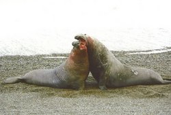 250px-Southern elephant seal 4.jpg