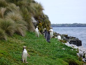 300px-Yellow-eyed penguins Auckland.jpg