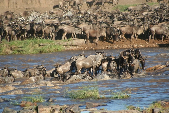 800px-wildebeest-crossing-river---stefan-swanepoel-.jpg