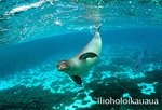 150px-Hawaiian Monk Seal.jpg